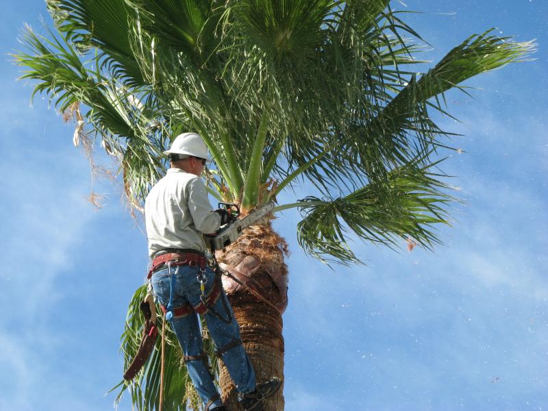 Tree Services